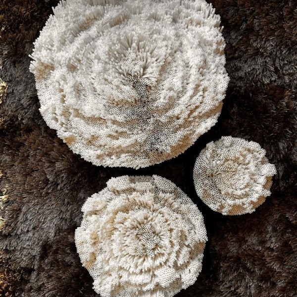 Blossoms of Imagination